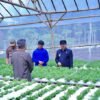 Pj Bupati Pringsewu Tinjau Budidaya Pertanian Hydroponic di Pekon Margosari