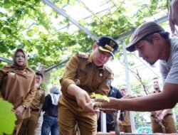 Pj. Bupati Pringsewu Dorong Pengembangan Budidaya Anggur