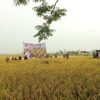 Surplus 43.411 Ton Beras, Pringsewu Berperan Jaga Ketersediaan Pangan