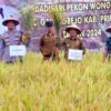 Pj.Bupati Pringsewu Panen Perdana Padi Metode TOT