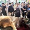 Bupati Pringsewu Imam Salat Idul Adha & Juru Sembelih Hewan Qurban