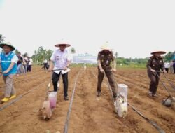 Produksi Jagung di Pringsewu Ditargetkan 48.899 Ton