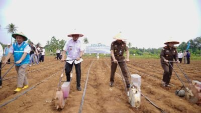 Produksi Jagung di Pringsewu Ditargetkan 48.899 Ton