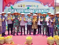 Bupati Pringsewu Hadiri Panen Raya Jagung Serentak