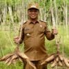 Bupati Pringsewu Tinjau Potensi Mocaf di Kecamatan Adiluwih