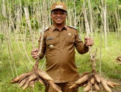 Bupati Pringsewu Tinjau Potensi Mocaf di Kecamatan Adiluwih